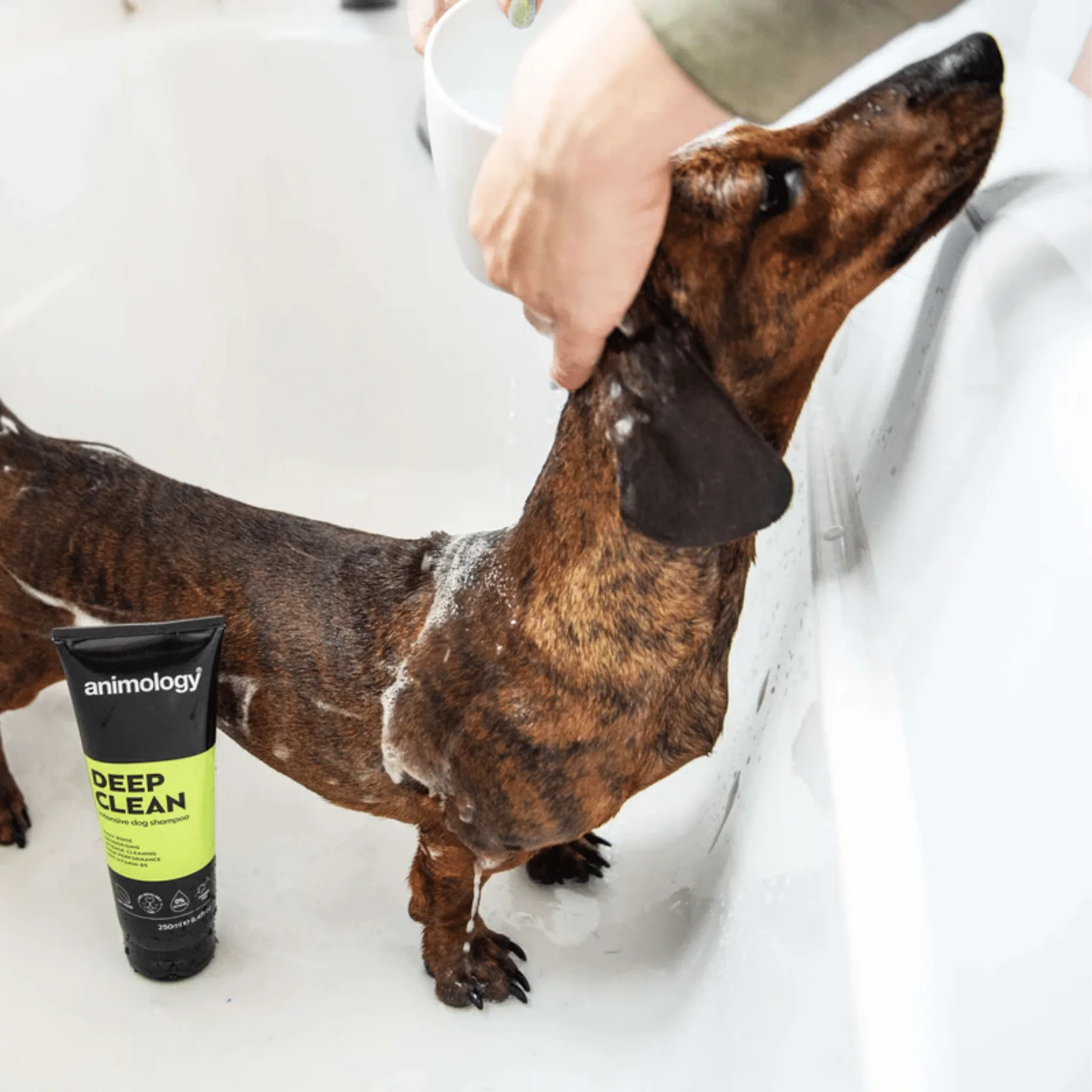 Animology Deep Clean Intensive Dog Shampoo 250ml - Image 2
