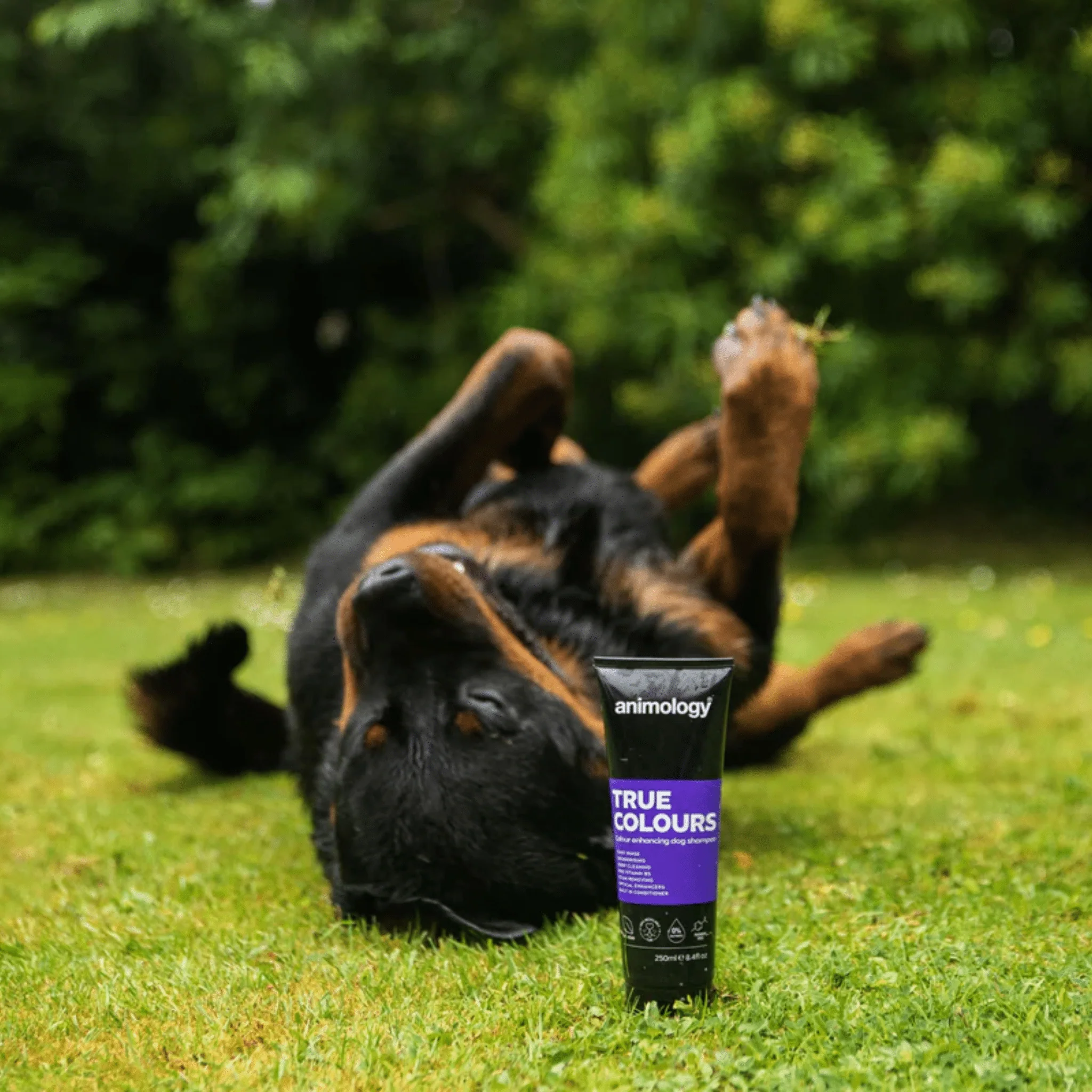 Animology True Colours Dog Shampoo 250ml - Image 2