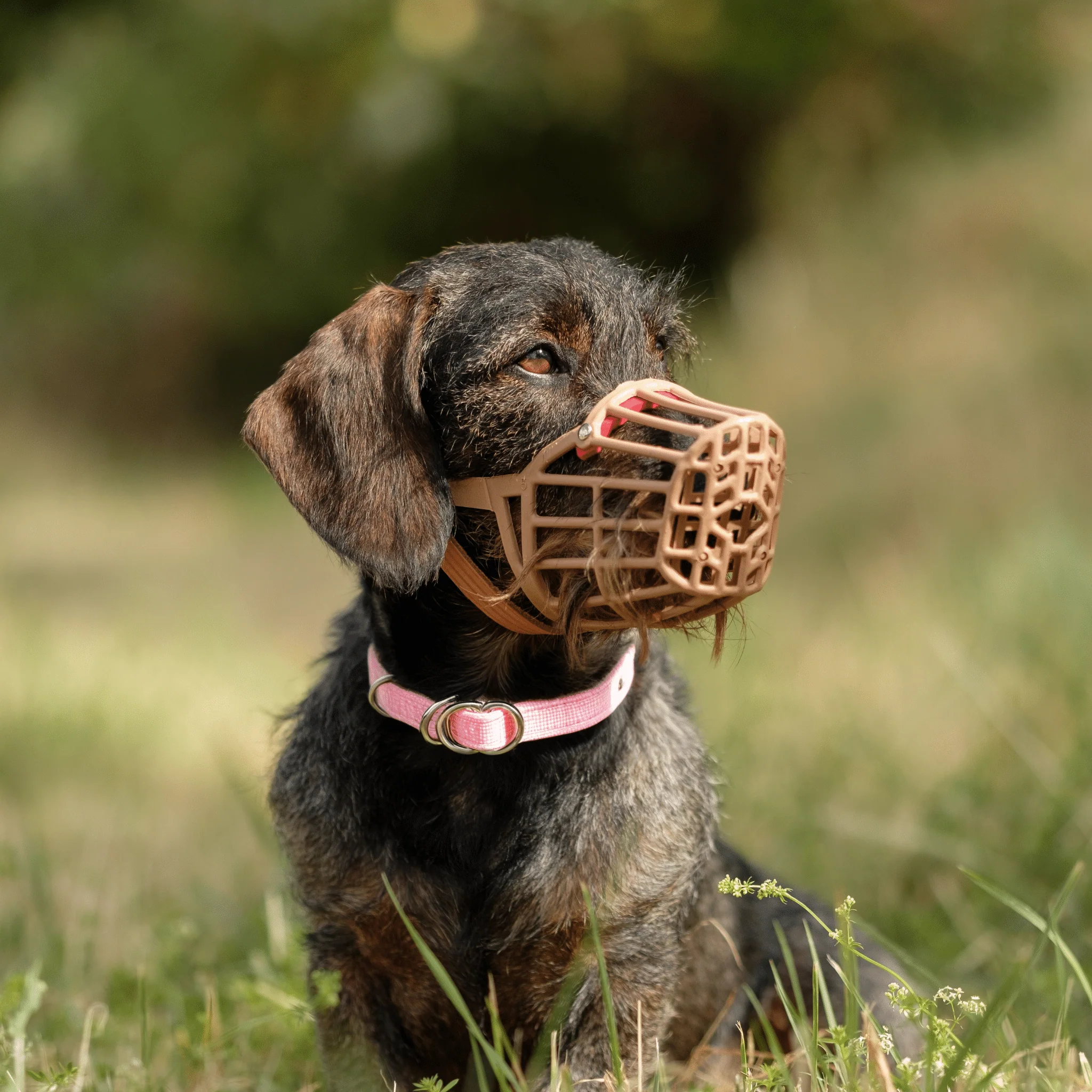 Dog Muzzle with Leather Strap - Image 2