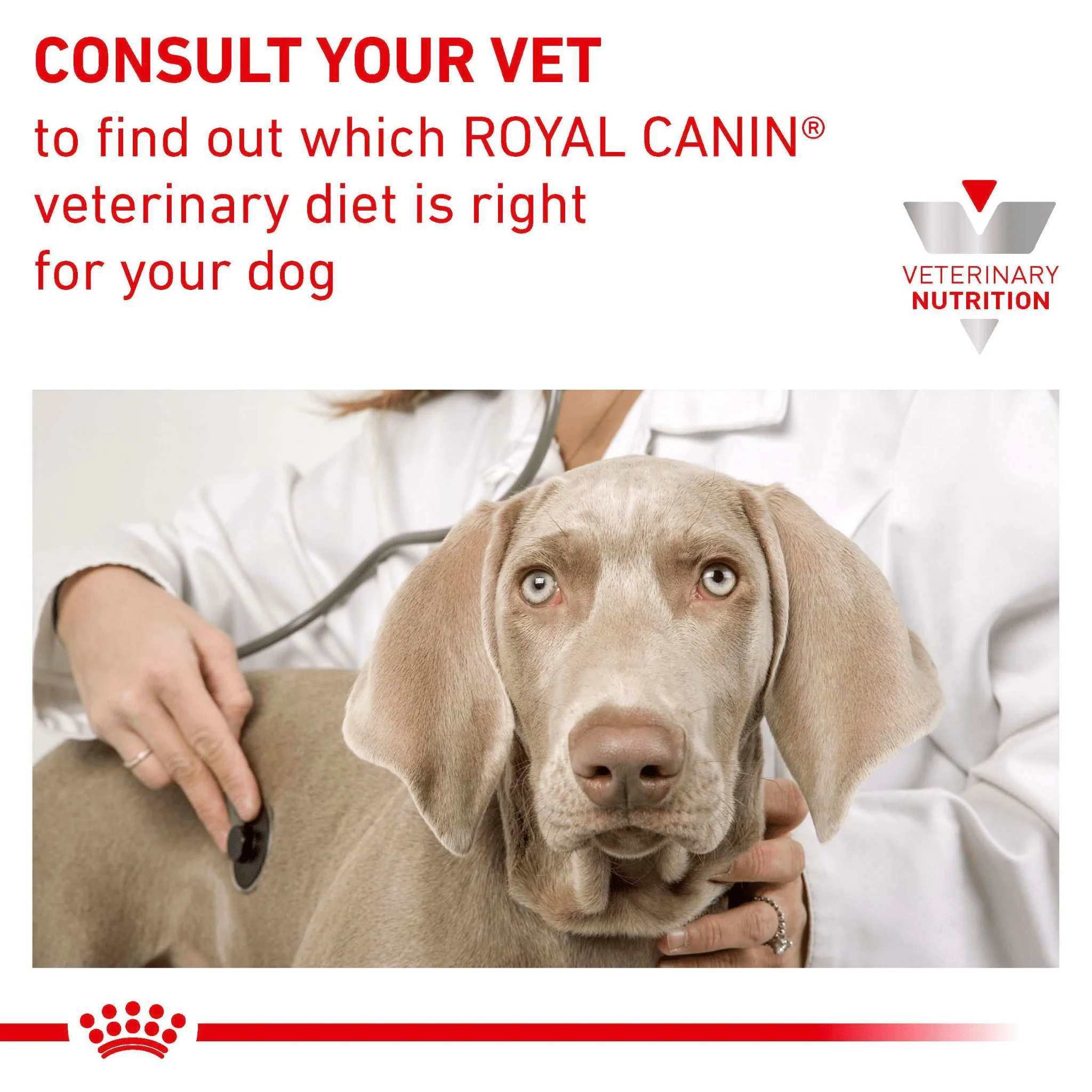 ROYAL CANIN® Renal Adult Wet Dog Food - Image 8