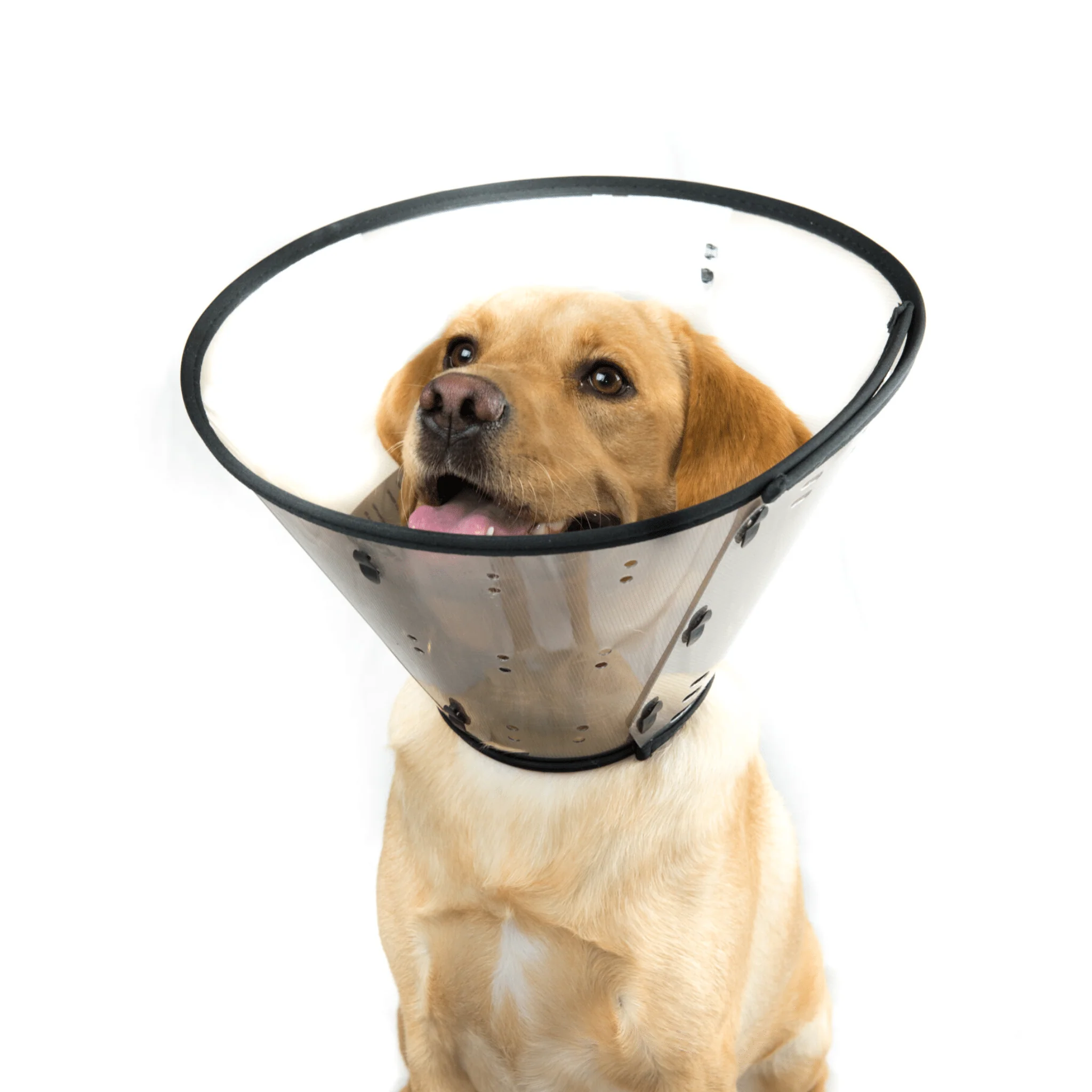 MDC Smart Recovery Collar - Image 3